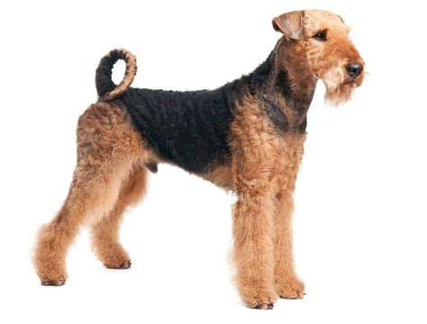 airedale def